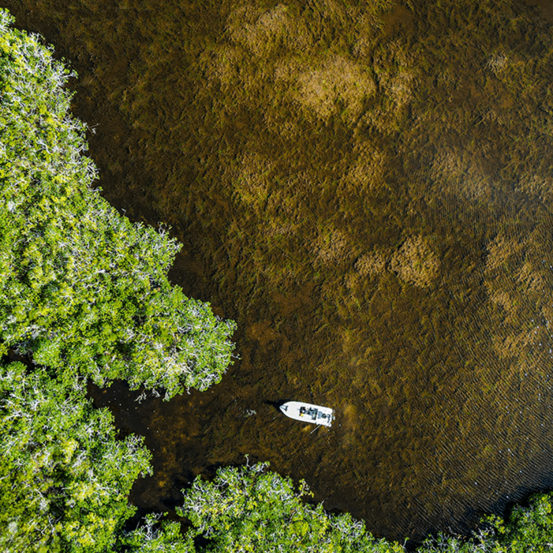 Comparing NLBN Lures to Live Bait: Which One Wins?