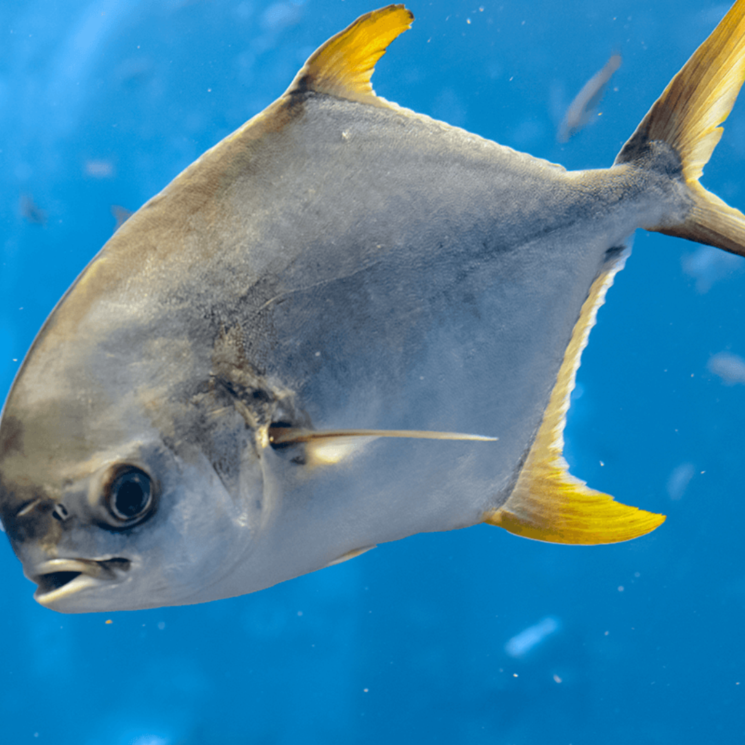Surf Fishing: Choosing a Pompano Rig