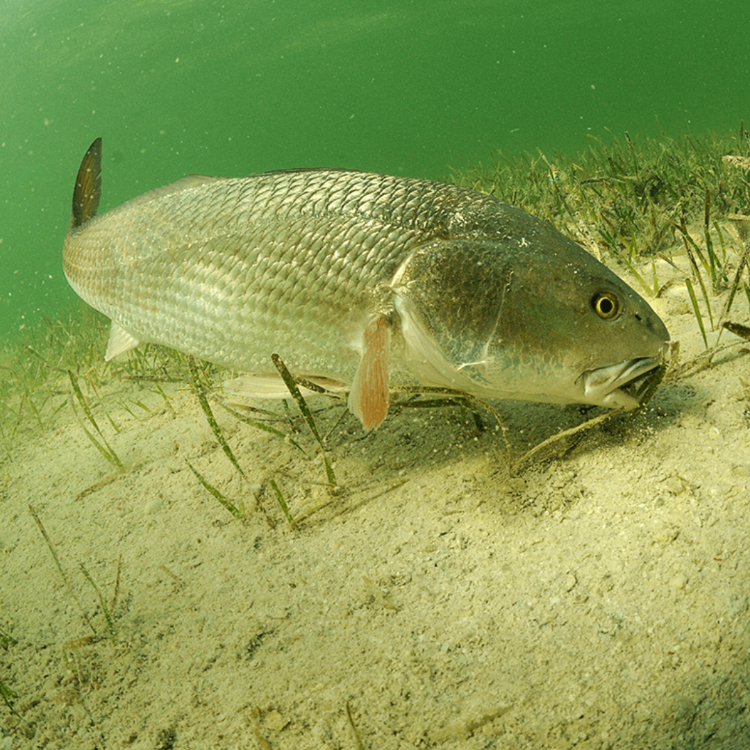 clear water fishing lure colors Collection  SDO SuperSpoons Choosing the Best Lure Colors