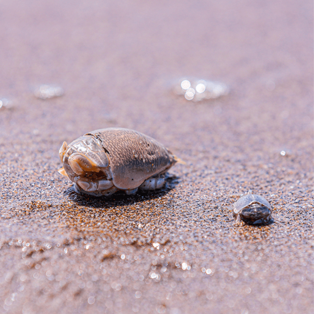 The Complete Sand Flea Bait Guide: Rigging, Collecting, Storing, & Tips