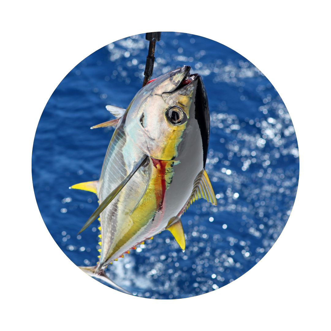 Buy Fishing Reels Online - India Fishing & Outdoor Store