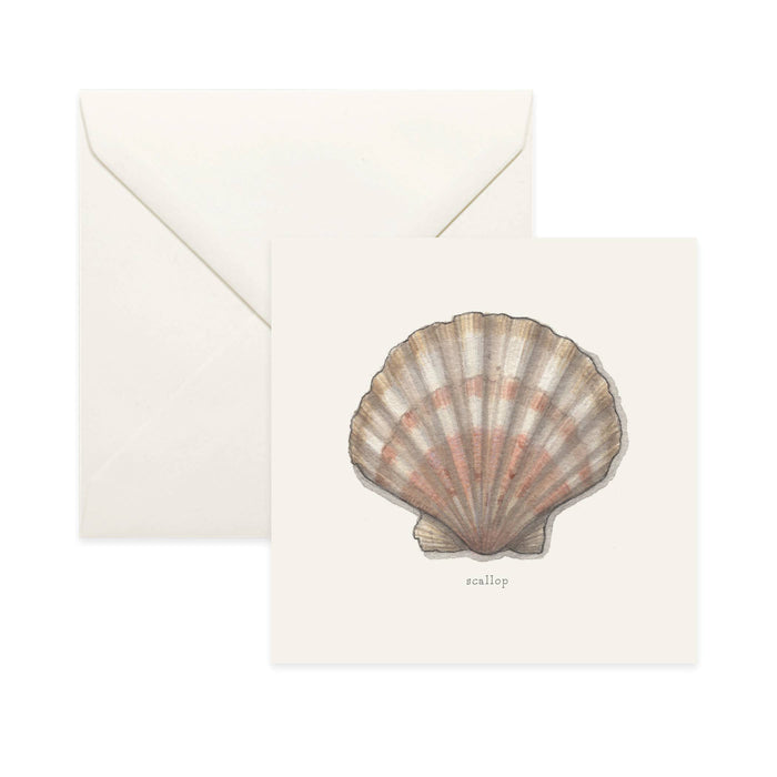 Bivalves / Card . Scallop Shell